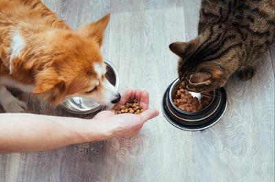 Wet Pet Food